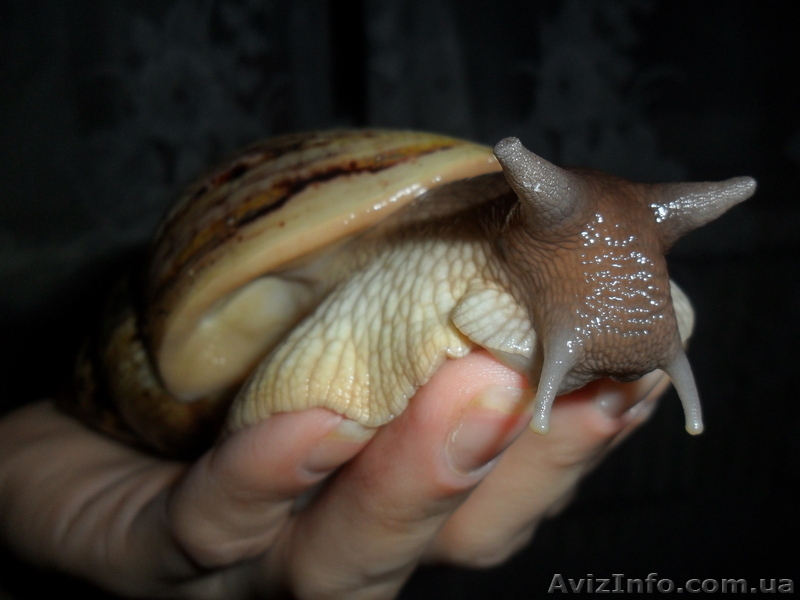 Продам гигантских улиток ахатин - <ro>Изображение</ro><ru>Изображение</ru> #5, <ru>Объявление</ru> #707550