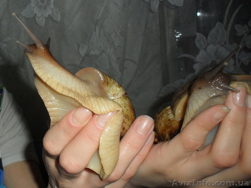 Продам гигантских улиток ахатин - <ro>Изображение</ro><ru>Изображение</ru> #6, <ru>Объявление</ru> #707550