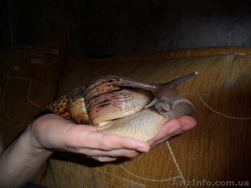 Продам гигантских улиток ахатин - <ro>Изображение</ro><ru>Изображение</ru> #3, <ru>Объявление</ru> #707550