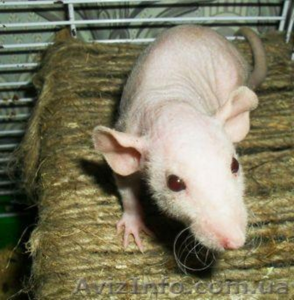 Крысята сфинкс-дамбо на продажу - <ro>Изображение</ro><ru>Изображение</ru> #3, <ru>Объявление</ru> #717592