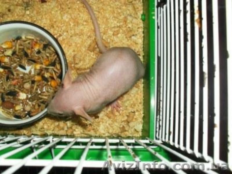 Крысята сфинкс-дамбо на продажу - <ro>Изображение</ro><ru>Изображение</ru> #1, <ru>Объявление</ru> #717592