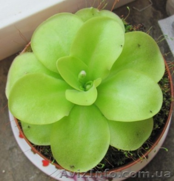 растения хищники, плотоядные растения - <ro>Изображение</ro><ru>Изображение</ru> #8, <ru>Объявление</ru> #727431