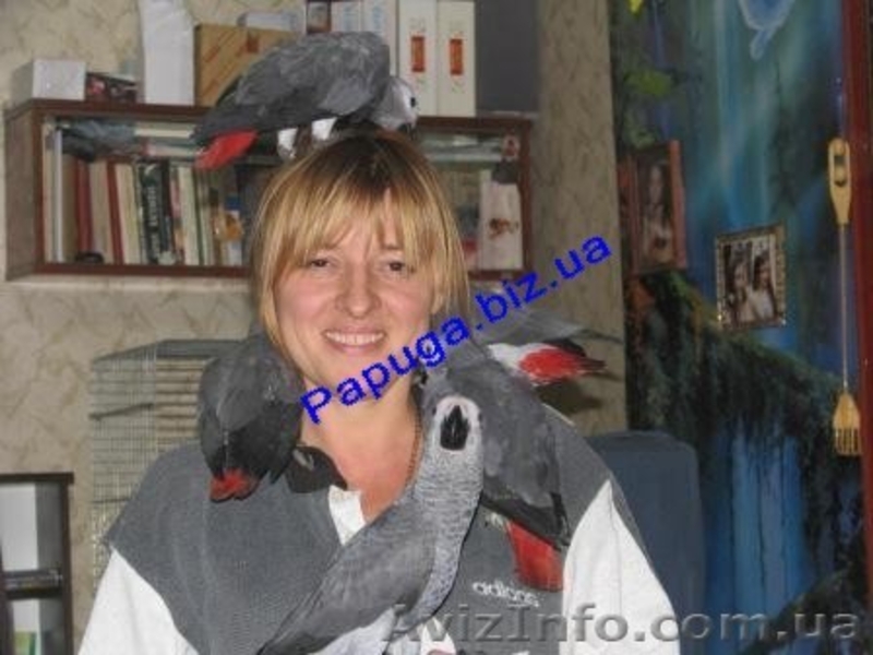 Элитные попугаи из питомника«Г.Р.А.Ф.». - <ro>Изображение</ro><ru>Изображение</ru> #6, <ru>Объявление</ru> #708802