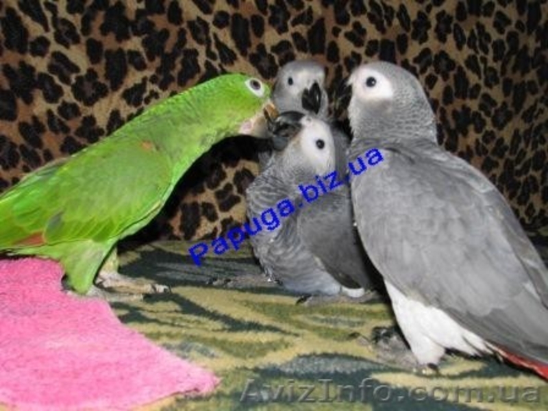Элитные попугаи из питомника«Г.Р.А.Ф.». - <ro>Изображение</ro><ru>Изображение</ru> #9, <ru>Объявление</ru> #708802