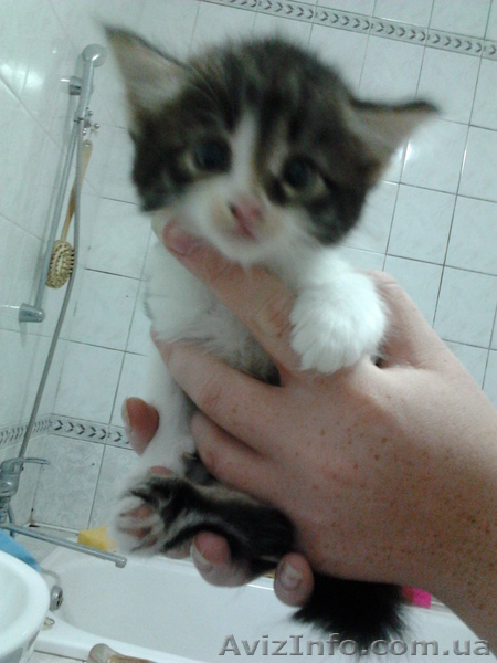 Отдам котят в хорошие руки! 3 мальчика и 4 девочки.  - <ro>Изображение</ro><ru>Изображение</ru> #3, <ru>Объявление</ru> #729250