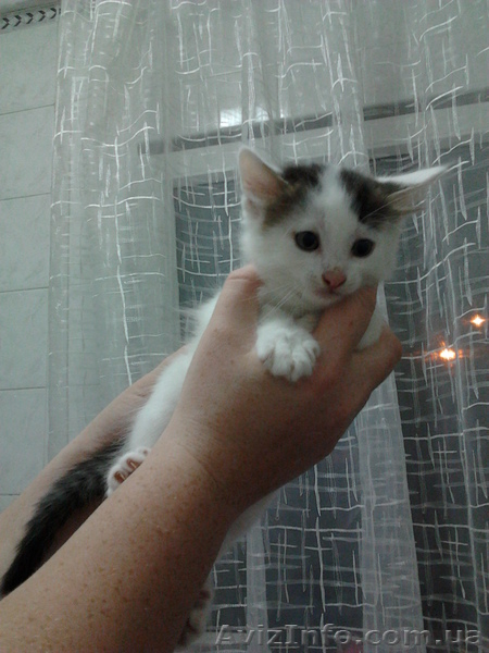 Отдам котят в хорошие руки! 3 мальчика и 4 девочки.  - <ro>Изображение</ro><ru>Изображение</ru> #1, <ru>Объявление</ru> #729250