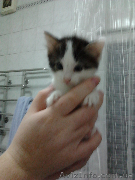 Отдам котят в хорошие руки! 3 мальчика и 4 девочки.  - <ro>Изображение</ro><ru>Изображение</ru> #4, <ru>Объявление</ru> #729250