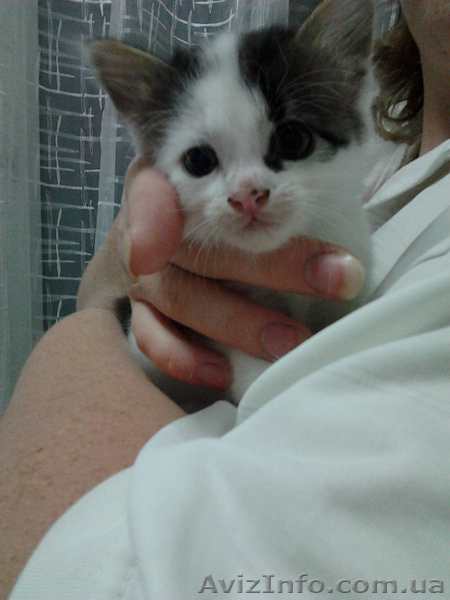 Отдам котят в хорошие руки! 3 мальчика и 4 девочки.  - <ro>Изображение</ro><ru>Изображение</ru> #5, <ru>Объявление</ru> #729250