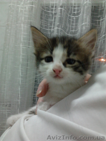 Отдам котят в хорошие руки! 3 мальчика и 4 девочки.  - <ro>Изображение</ro><ru>Изображение</ru> #6, <ru>Объявление</ru> #729250