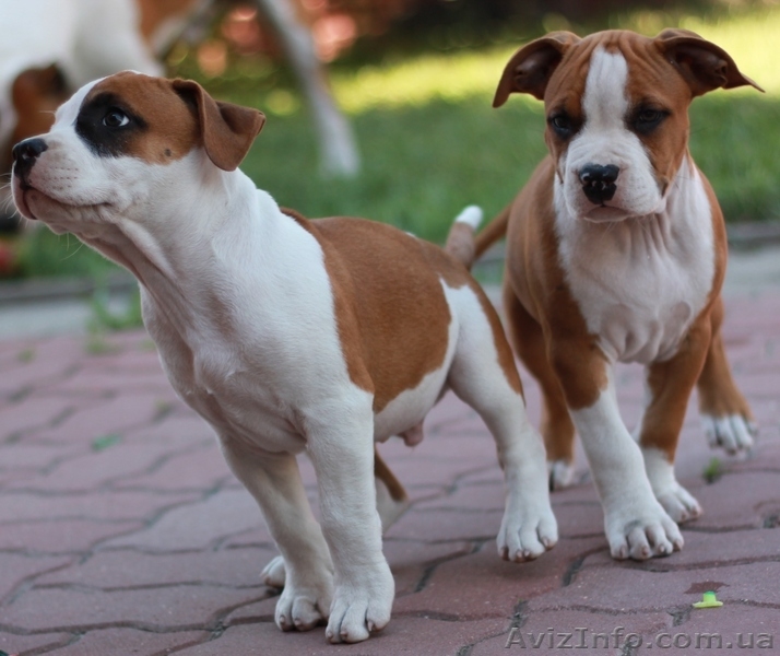 щенки ам стафф терьера - <ro>Изображение</ro><ru>Изображение</ru> #1, <ru>Объявление</ru> #731850