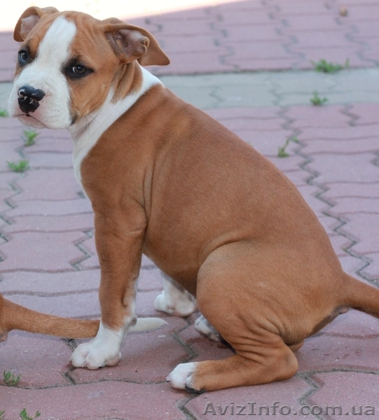 щенки ам стафф терьера - <ro>Изображение</ro><ru>Изображение</ru> #2, <ru>Объявление</ru> #731850