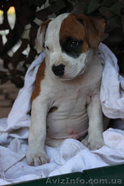 щенки ам стафф терьера - <ro>Изображение</ro><ru>Изображение</ru> #5, <ru>Объявление</ru> #731850