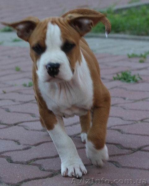 щенки ам стафф терьера - <ro>Изображение</ro><ru>Изображение</ru> #3, <ru>Объявление</ru> #731850