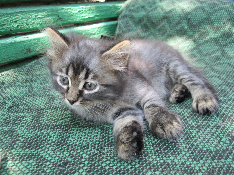 Дымчатый кот-бандит ждет вас - <ro>Изображение</ro><ru>Изображение</ru> #2, <ru>Объявление</ru> #745072