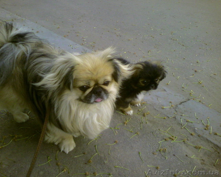Пекинес для вязки - <ro>Изображение</ro><ru>Изображение</ru> #3, <ru>Объявление</ru> #729967