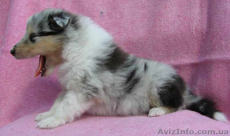 КОЛЛИ щенки (девочки) - <ro>Изображение</ro><ru>Изображение</ru> #2, <ru>Объявление</ru> #740929