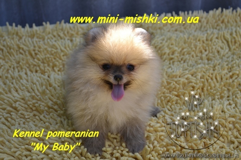 Карликовые эксклюзивные щеночки померанского шпица vip-classa! - <ro>Изображение</ro><ru>Изображение</ru> #2, <ru>Объявление</ru> #756352