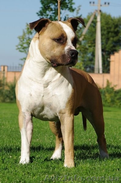 Правнуки чемпиона Мира щенки Амстафф Терьера - <ro>Изображение</ro><ru>Изображение</ru> #5, <ru>Объявление</ru> #697598