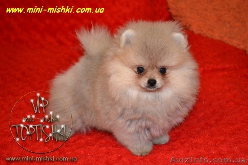 Карликовые эксклюзивные щеночки померанского шпица vip-classa! - <ro>Изображение</ro><ru>Изображение</ru> #4, <ru>Объявление</ru> #756352