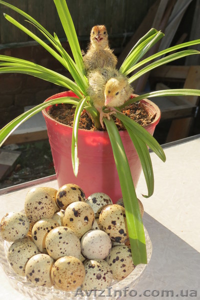 Инкубационные перепелиные яйца мясных и яичной породы - <ro>Изображение</ro><ru>Изображение</ru> #3, <ru>Объявление</ru> #756902