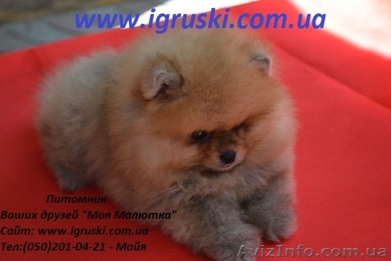 Щенки померанского шпица! - <ro>Изображение</ro><ru>Изображение</ru> #3, <ru>Объявление</ru> #754332