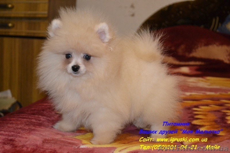 Щенки померанского шпица! - <ro>Изображение</ro><ru>Изображение</ru> #4, <ru>Объявление</ru> #754332