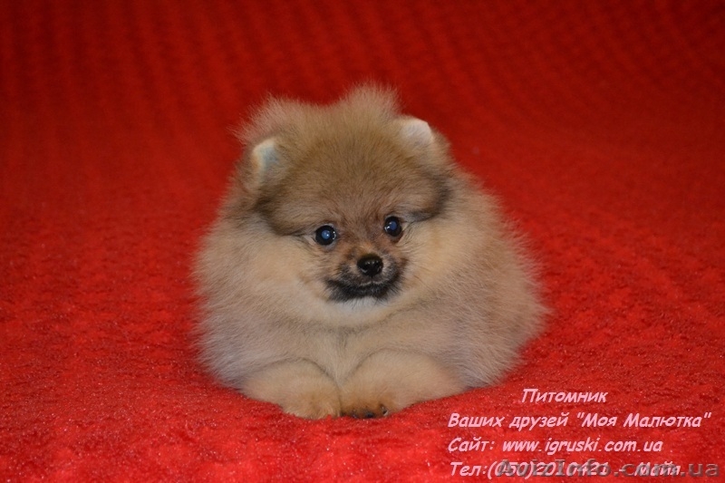 Щенки померанского шпица! - <ro>Изображение</ro><ru>Изображение</ru> #6, <ru>Объявление</ru> #754332