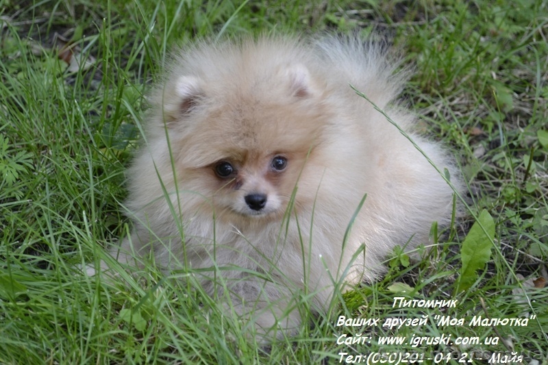 Щенки померанского шпица! - <ro>Изображение</ro><ru>Изображение</ru> #1, <ru>Объявление</ru> #754332