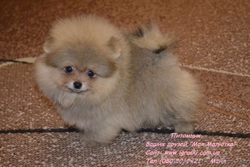 Щенки померанского шпица! - <ro>Изображение</ro><ru>Изображение</ru> #5, <ru>Объявление</ru> #754332