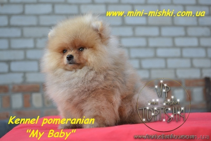 Карликовые эксклюзивные щеночки померанского шпица vip-classa! - <ro>Изображение</ro><ru>Изображение</ru> #7, <ru>Объявление</ru> #756352