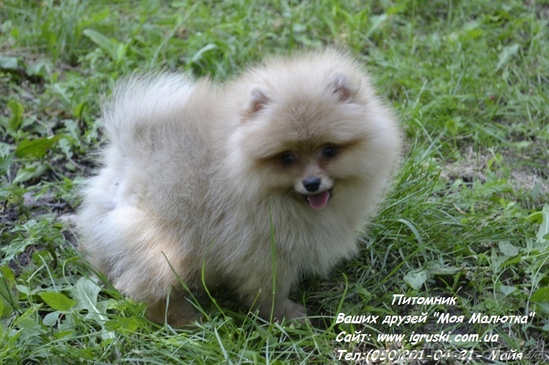 Щенки померанского шпица! - <ro>Изображение</ro><ru>Изображение</ru> #7, <ru>Объявление</ru> #754332