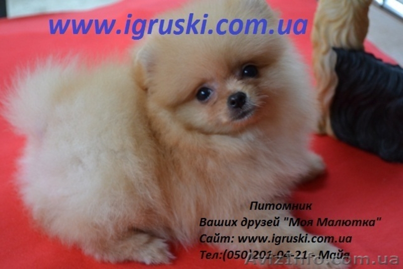 Щенки померанского шпица! - <ro>Изображение</ro><ru>Изображение</ru> #2, <ru>Объявление</ru> #754332