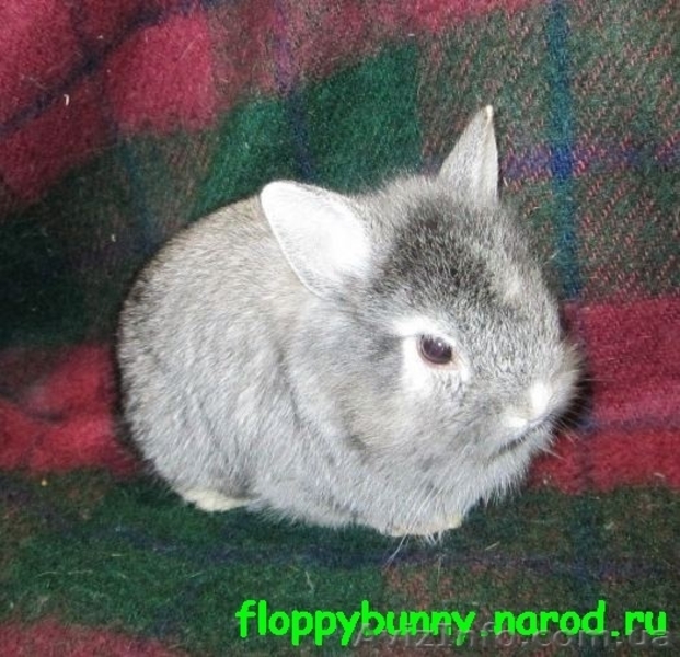 карликовые вислоухие,голландские и львиноголовые кролики - <ro>Изображение</ro><ru>Изображение</ru> #2, <ru>Объявление</ru> #100458