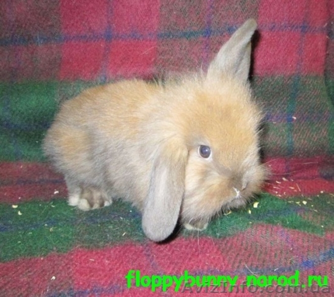 карликовые вислоухие,голландские и львиноголовые кролики - <ro>Изображение</ro><ru>Изображение</ru> #3, <ru>Объявление</ru> #100458