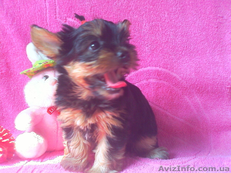 Продам  щенки йоркширского терьера   - <ro>Изображение</ro><ru>Изображение</ru> #2, <ru>Объявление</ru> #734667