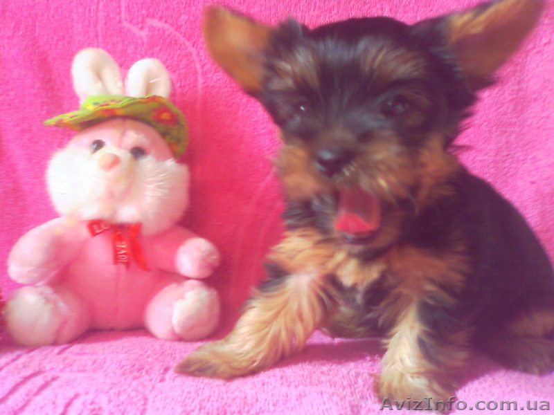 Продам  щенки йоркширского терьера   - <ro>Изображение</ro><ru>Изображение</ru> #1, <ru>Объявление</ru> #734667