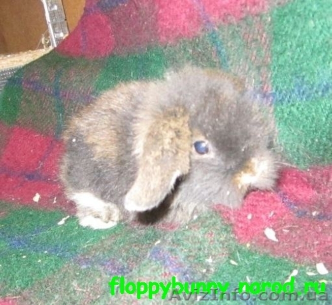 карликовые вислоухие,голландские и львиноголовые кролики - <ro>Изображение</ro><ru>Изображение</ru> #6, <ru>Объявление</ru> #100458