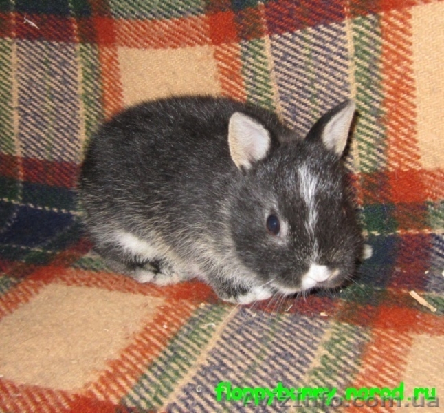 карликовые вислоухие,голландские и львиноголовые кролики - <ro>Изображение</ro><ru>Изображение</ru> #7, <ru>Объявление</ru> #100458