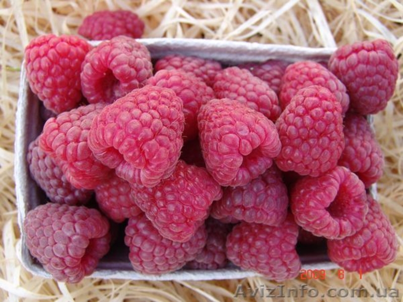 Продаем саженцы малины Сорт Поляна. - <ro>Изображение</ro><ru>Изображение</ru> #3, <ru>Объявление</ru> #778038