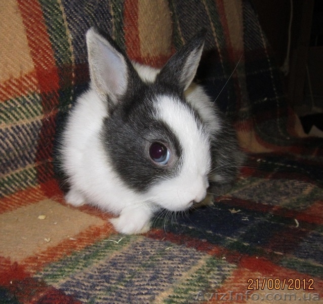 карликовые вислоухие,голландские и львиноголовые кролики - <ro>Изображение</ro><ru>Изображение</ru> #4, <ru>Объявление</ru> #100458