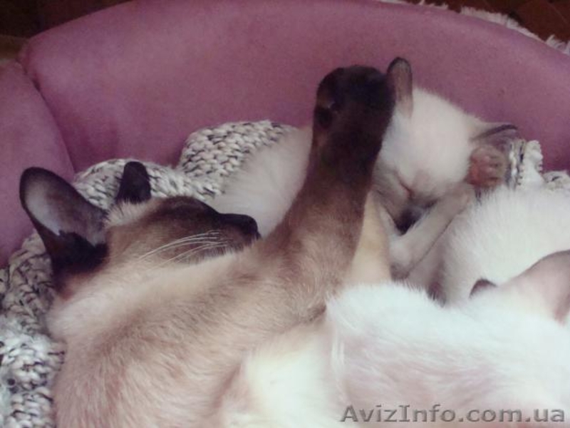 ♥♥♥ продам сиамских котят ♥♥♥ - <ro>Изображение</ro><ru>Изображение</ru> #2, <ru>Объявление</ru> #793383