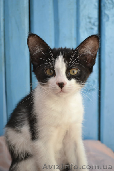 Кошечка в хорошие руки - <ro>Изображение</ro><ru>Изображение</ru> #1, <ru>Объявление</ru> #788716