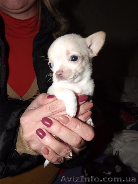  щеночки чихуахуа - <ro>Изображение</ro><ru>Изображение</ru> #1, <ru>Объявление</ru> #787023