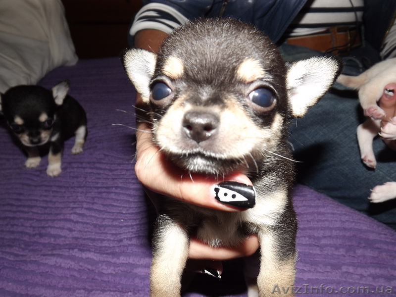  щеночки чихуахуа - <ro>Изображение</ro><ru>Изображение</ru> #2, <ru>Объявление</ru> #787023