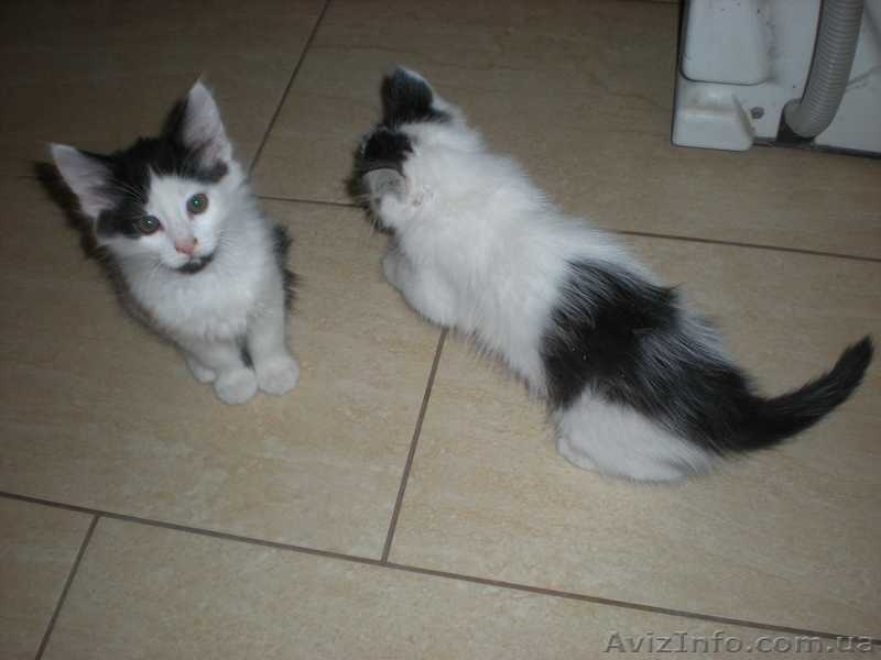 Двое из ларца  красивых пушистых котенка дарим в хорошие заботливые руки - <ro>Изображение</ro><ru>Изображение</ru> #2, <ru>Объявление</ru> #794510
