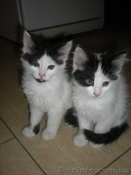 Двое из ларца  красивых пушистых котенка дарим в хорошие заботливые руки - <ro>Изображение</ro><ru>Изображение</ru> #1, <ru>Объявление</ru> #794510