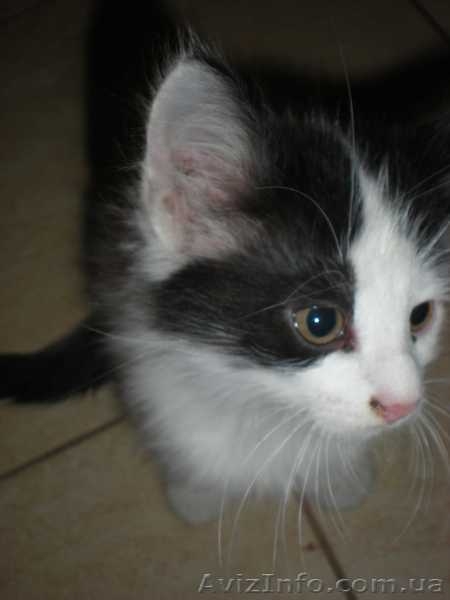 Двое из ларца  красивых пушистых котенка дарим в хорошие заботливые руки - <ro>Изображение</ro><ru>Изображение</ru> #5, <ru>Объявление</ru> #794510