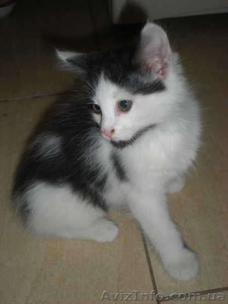 Двое из ларца  красивых пушистых котенка дарим в хорошие заботливые руки - <ro>Изображение</ro><ru>Изображение</ru> #3, <ru>Объявление</ru> #794510