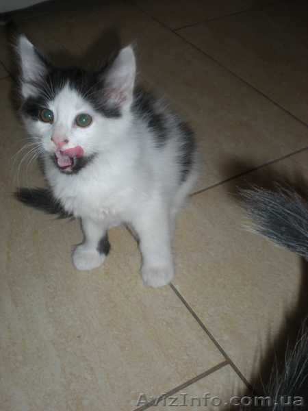 Двое из ларца  красивых пушистых котенка дарим в хорошие заботливые руки - <ro>Изображение</ro><ru>Изображение</ru> #4, <ru>Объявление</ru> #794510