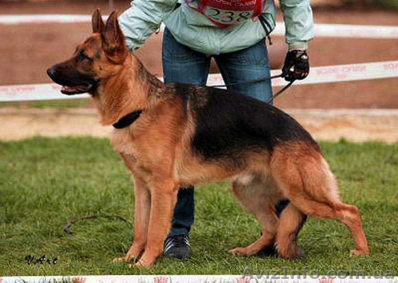 Кабель немецкой овчарки и новинка МОПС - <ro>Изображение</ro><ru>Изображение</ru> #4, <ru>Объявление</ru> #800078